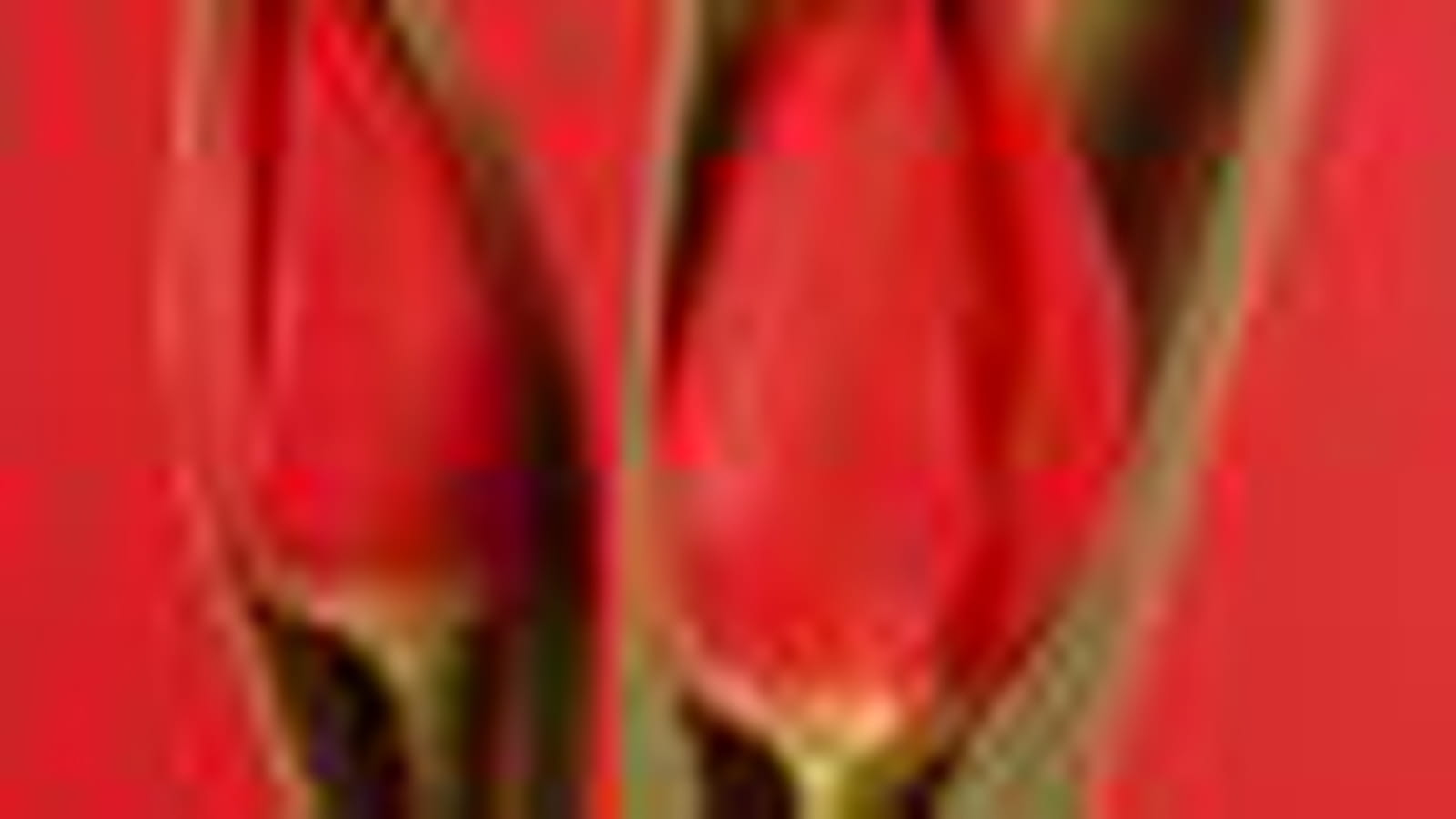 Tulipe Rogue