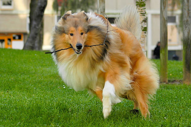 Les chiens se font acrobates