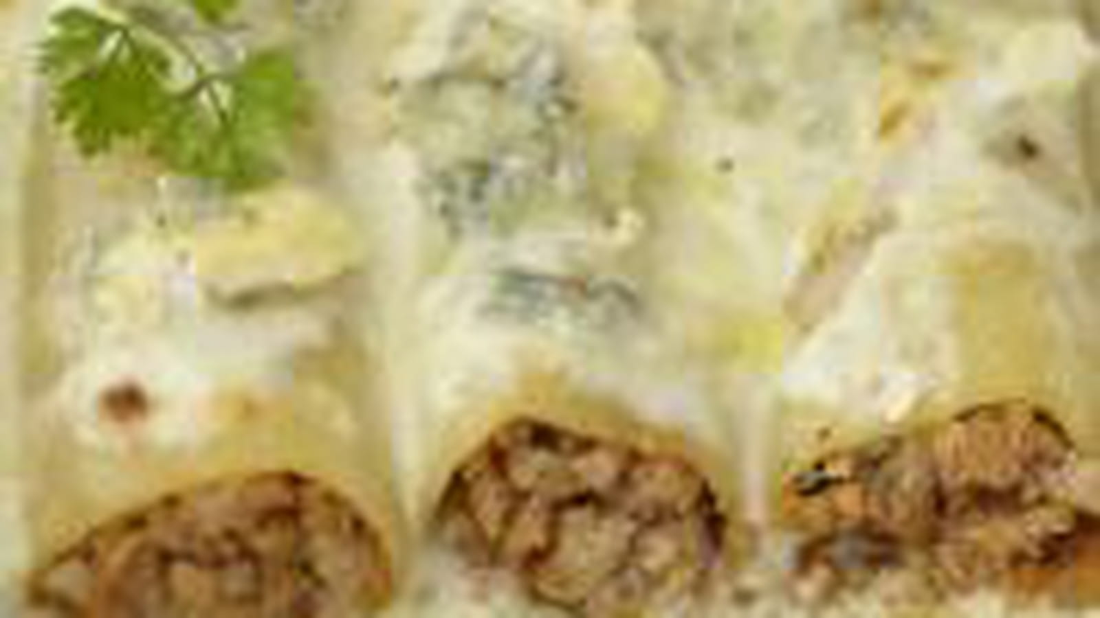 Cannelloni gratinés au Bresse Bleu
