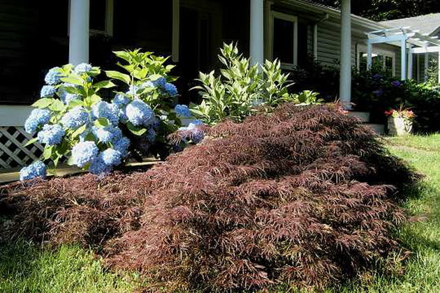 Jardin outre-atlantique