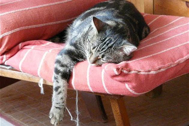 Miauleuse, moi ? Pas du tout !