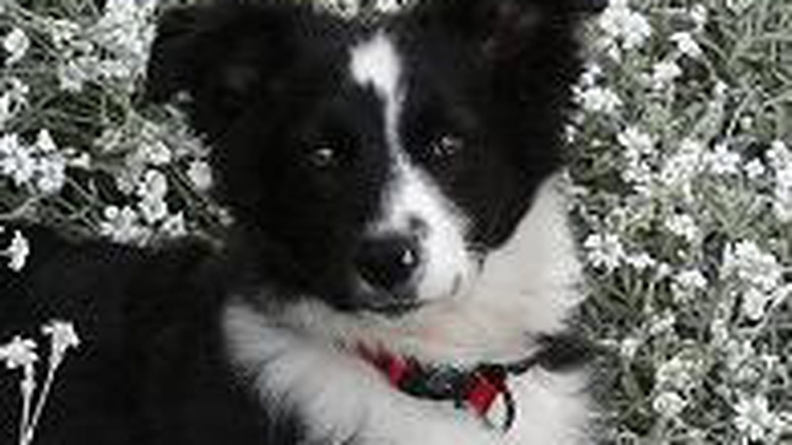 Douss