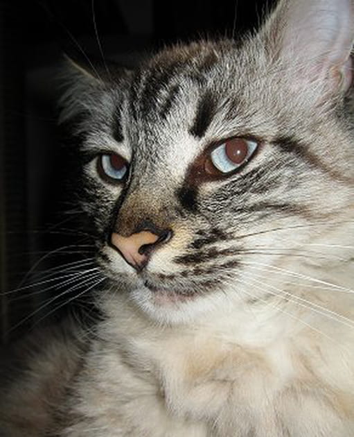 Les beaux yeux d'Oxybis