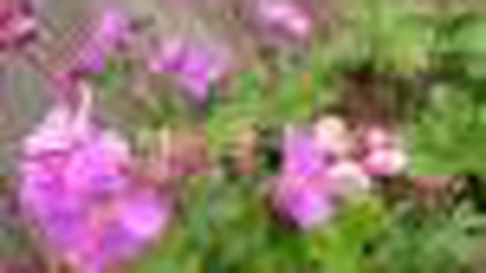 Géranium vivace rhizomateux