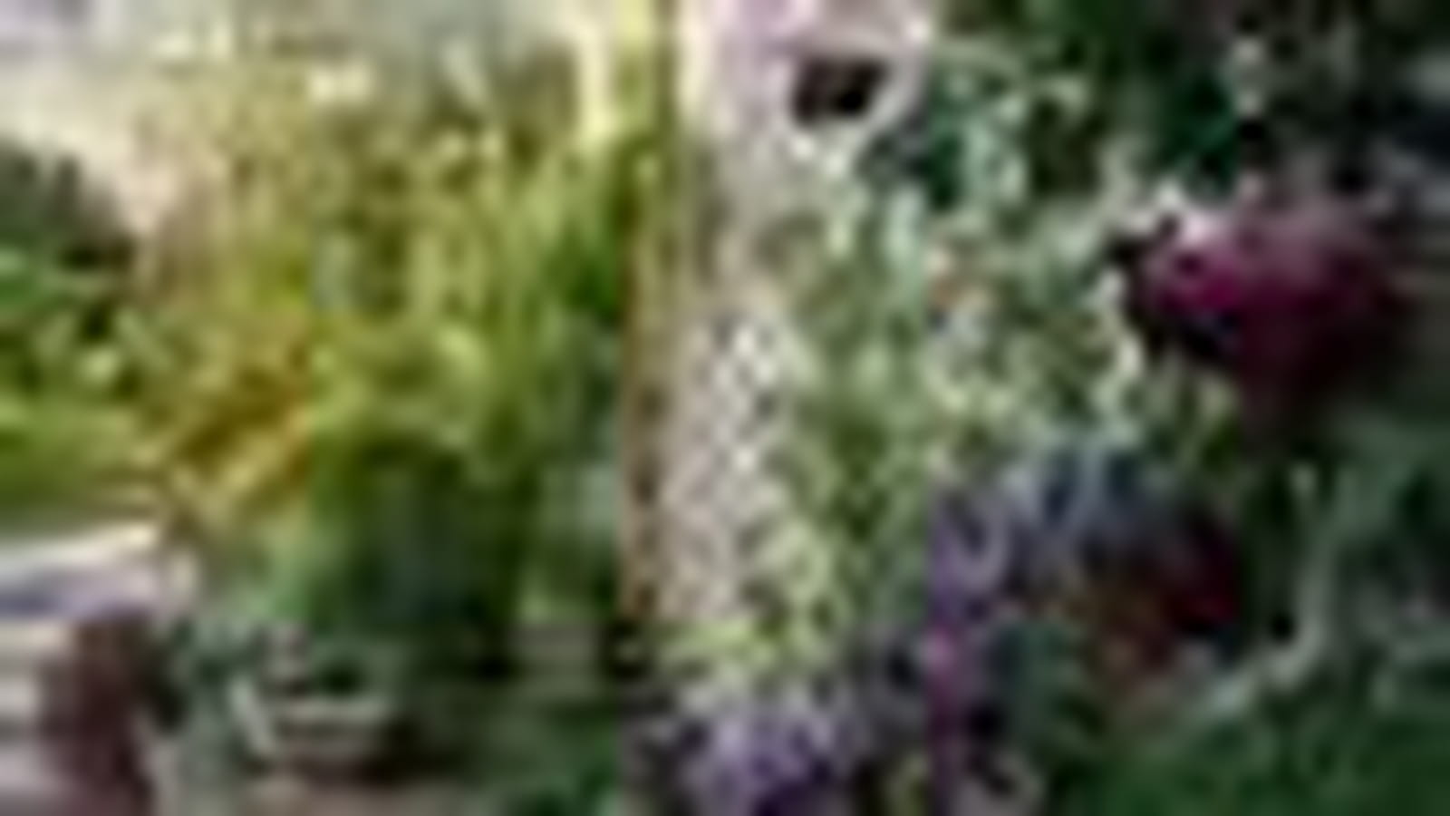 Plantes