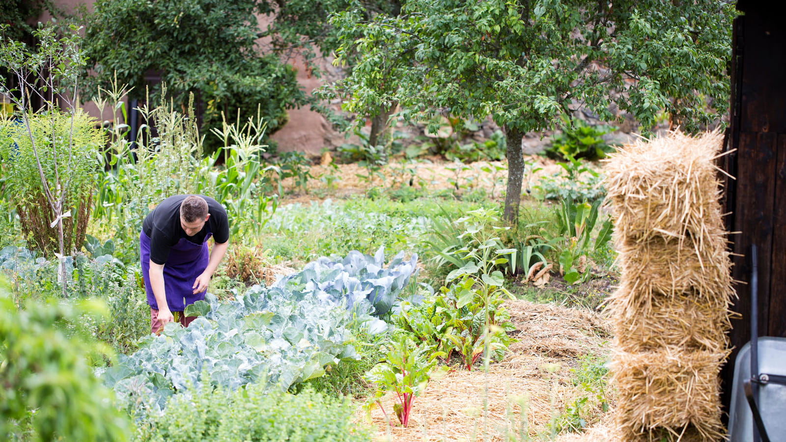 Potager organisé