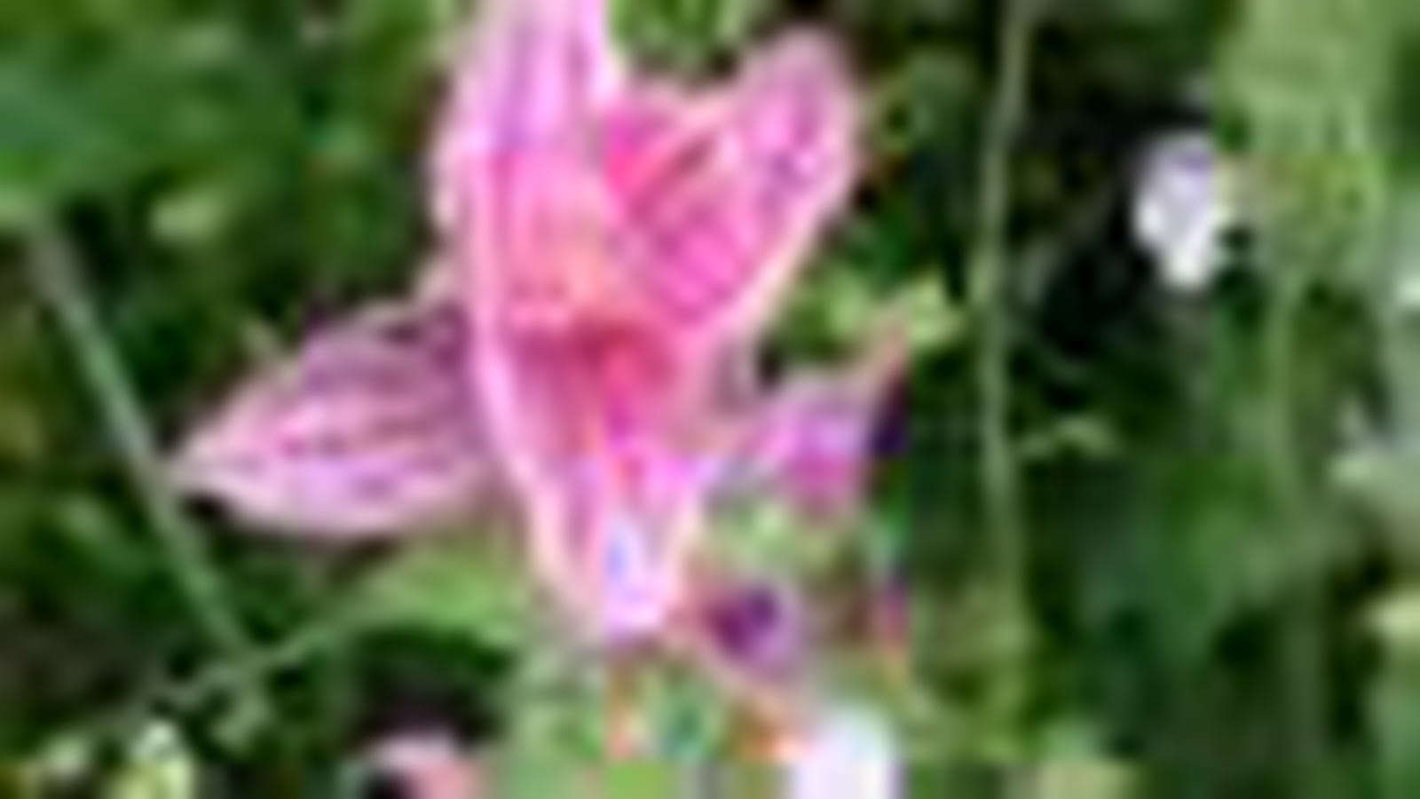 Salvia Horminum