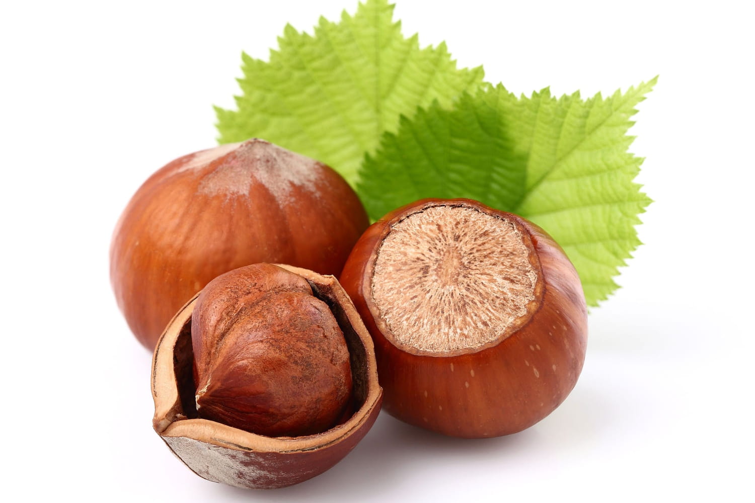 Noisette Saison Informations Nutritionnelles Fra che