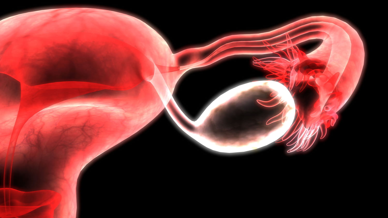 Don d'ovocytes : procédures et âge limite