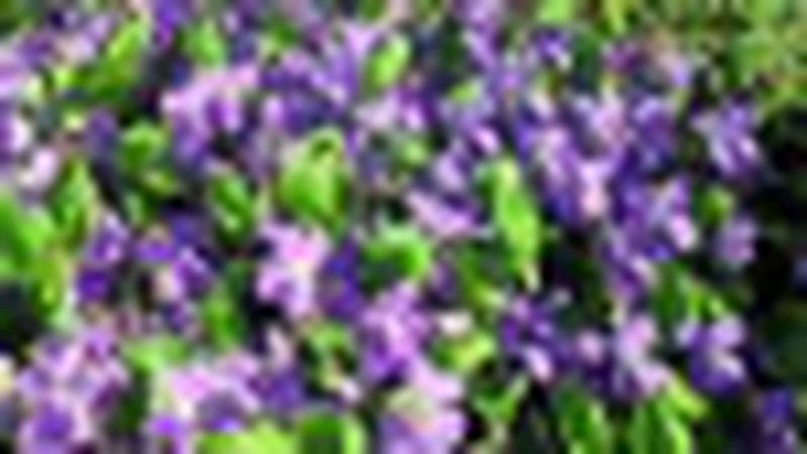 Violettes