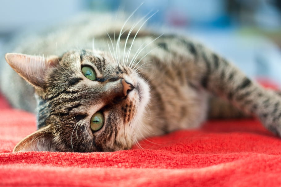 Chat&nbsp;: comment l'adopter, le comprendre, le soigner