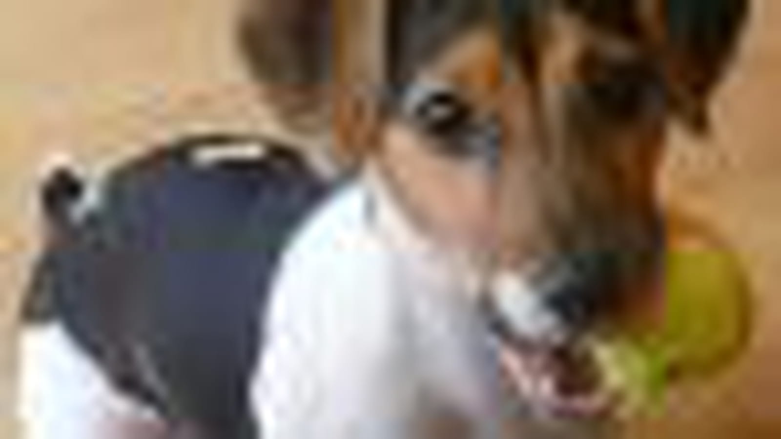 Le Jack Russell