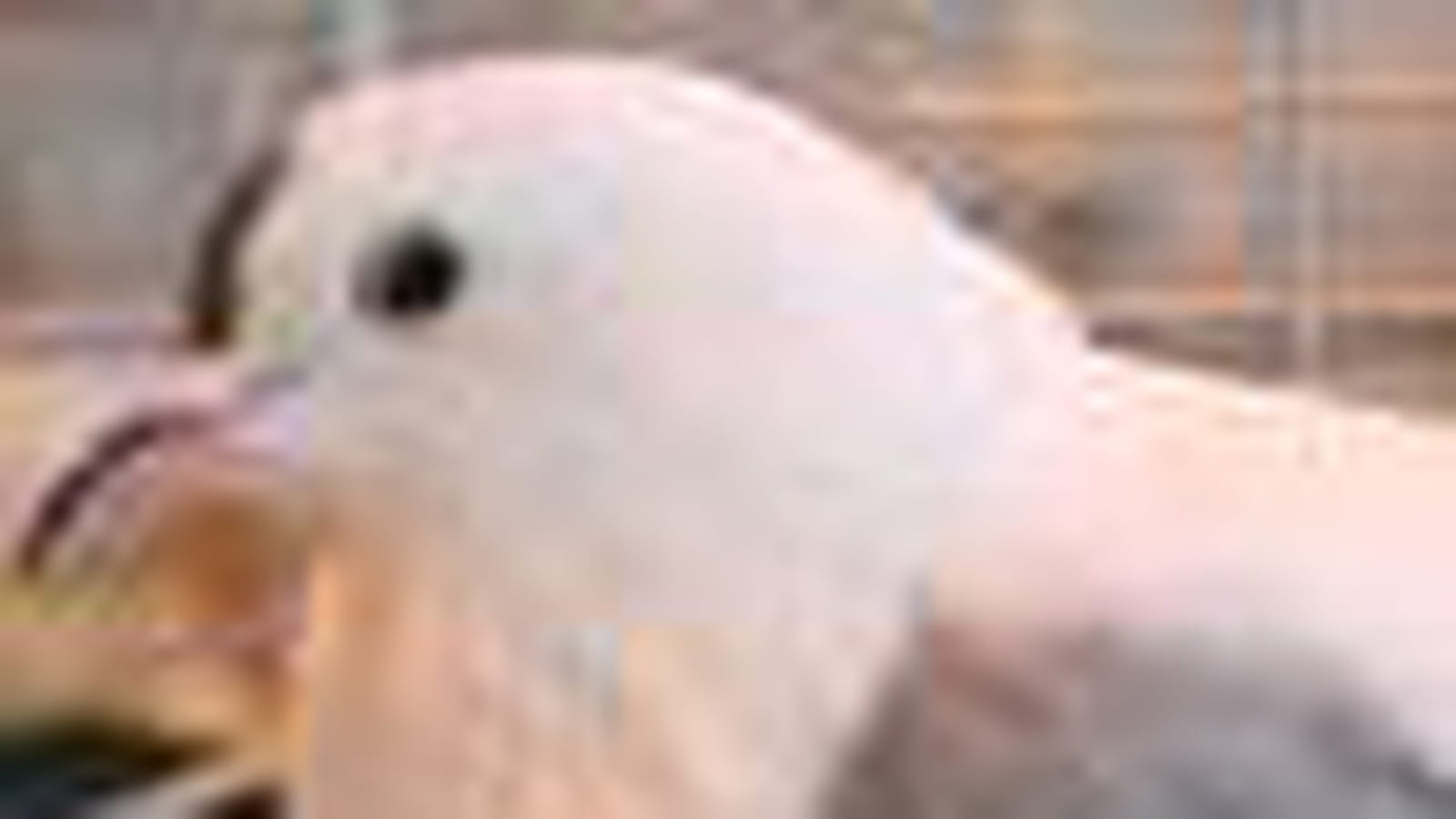 Drôles d'oiseaux