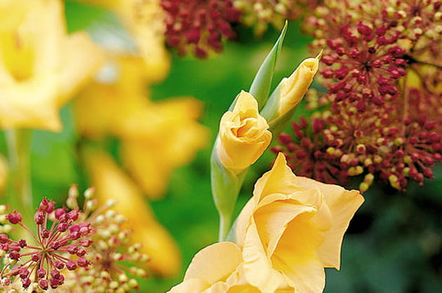 Des glaïeuls jaunes très lumineux