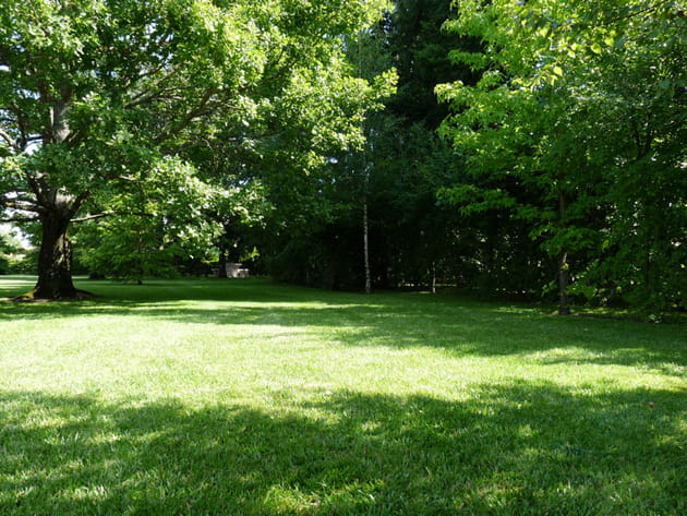 A l'ombre du grand chêne