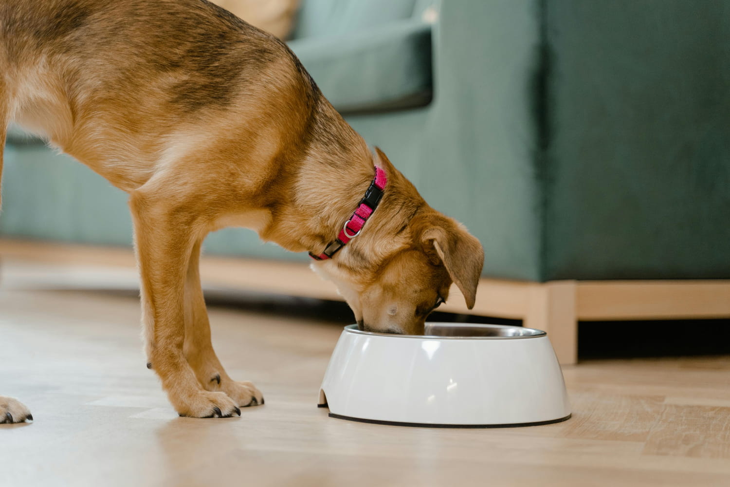 This food that everyone gives to their dog is actually very toxic