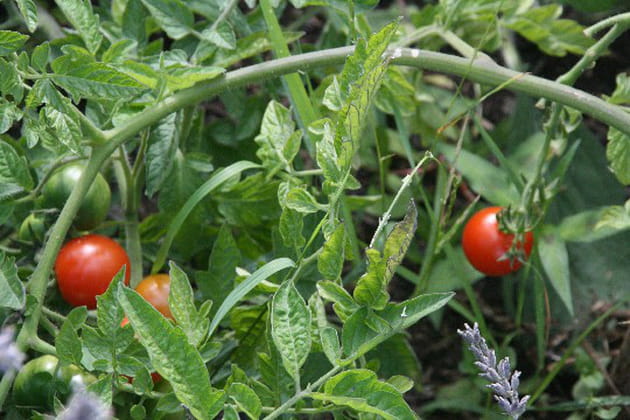Des tomates pour tous