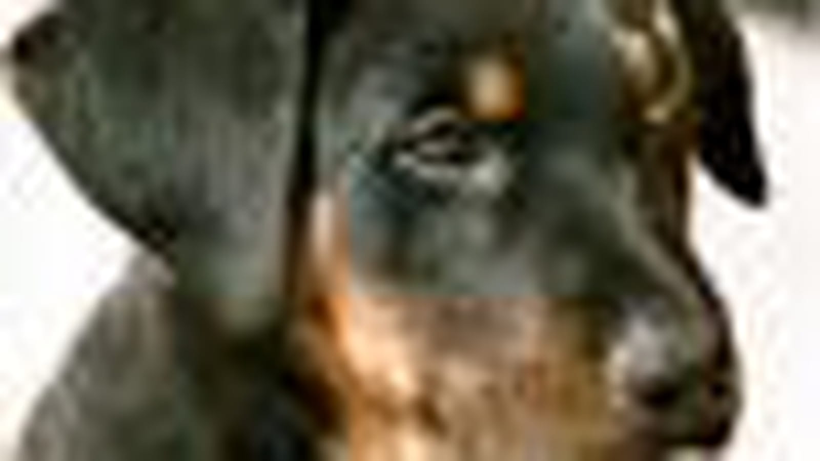 Beauceron