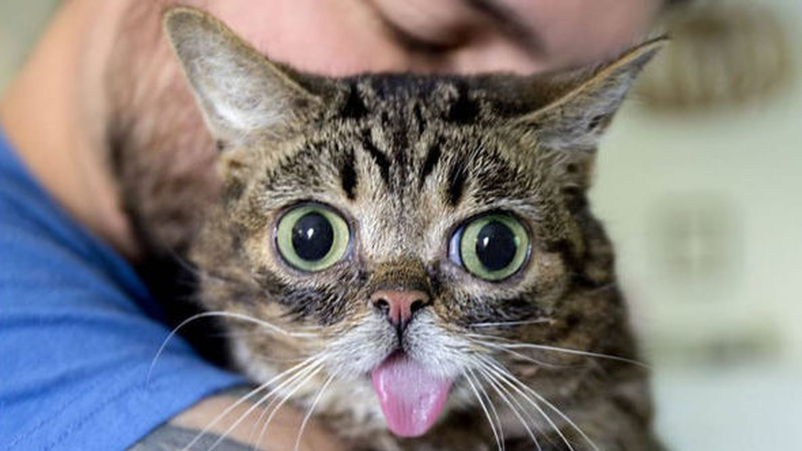 Lil Bub, un chat spécial
