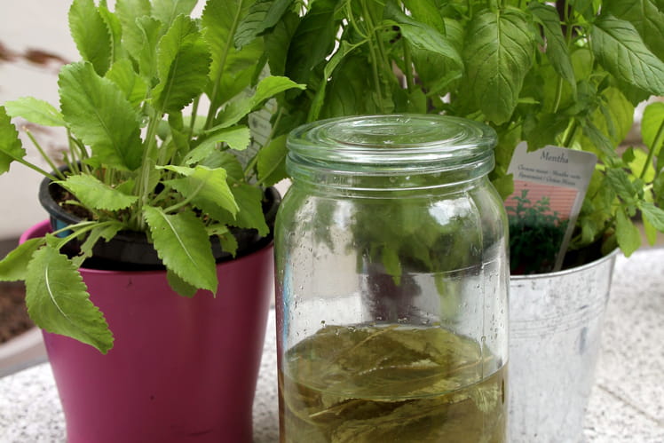 Recette de Liqueur de menthe style Chartreuse