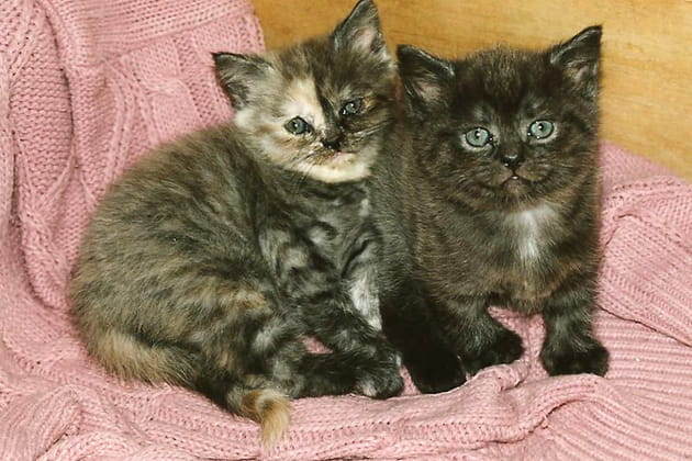 La splendeur dans les gènes