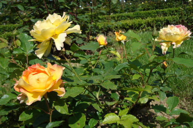 La rose du IXe centenaire de la fondation de l'abbaye de Citeaux