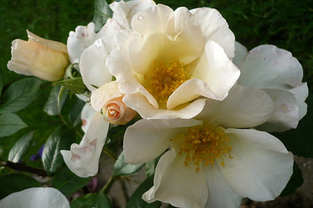 La beaut&eacute; dans la simplicit&eacute;