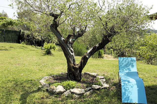 L'ombre de l'olivier