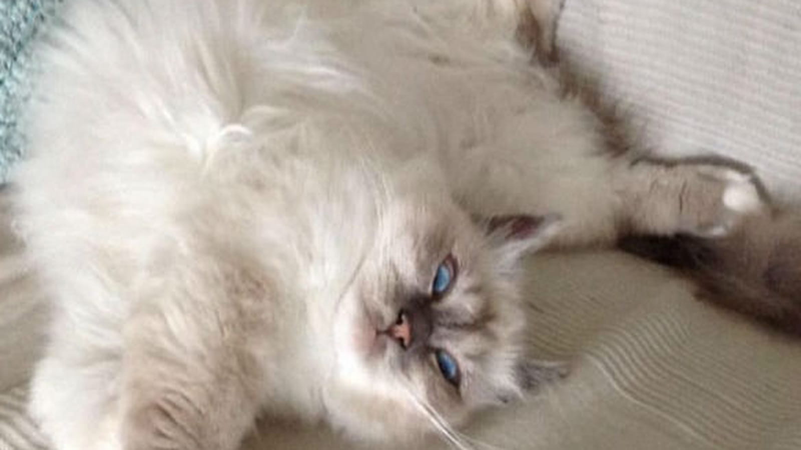 Choupette, la sacré de Birmanie