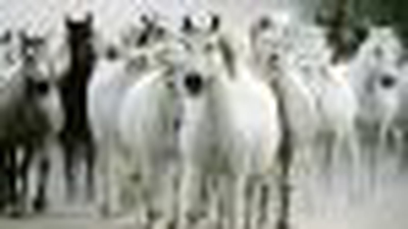 Sublimes chevaux