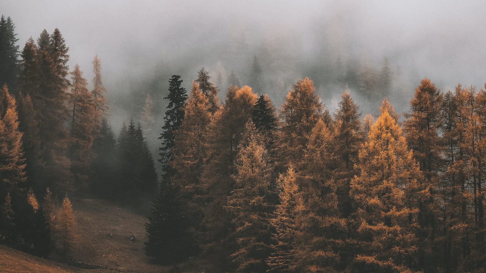 Sapins automnaux