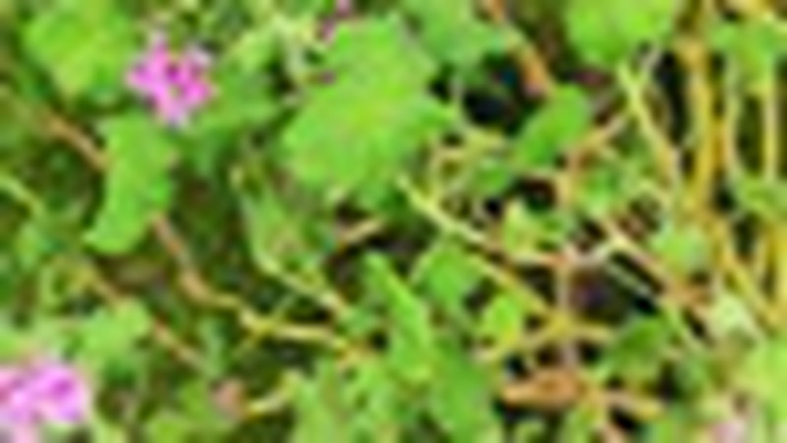 Pelargonium