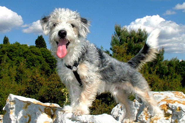 Willy le crois&eacute;