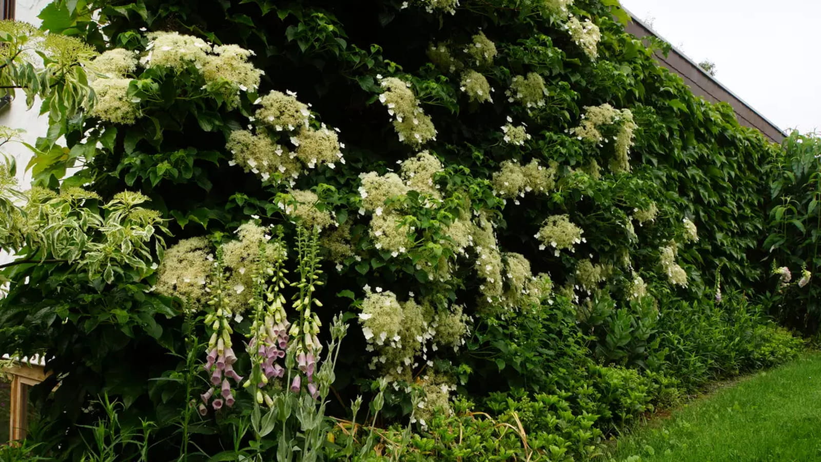 Hortensia grimpant