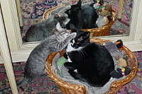 mina et oscar, les chats de l'auteur.