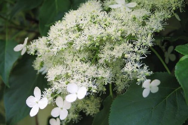 La blancheur &eacute;clatante de l'hydrangea anomala petiolaris