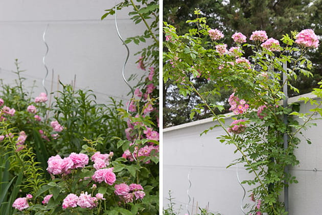 Des supports pour les rosiers