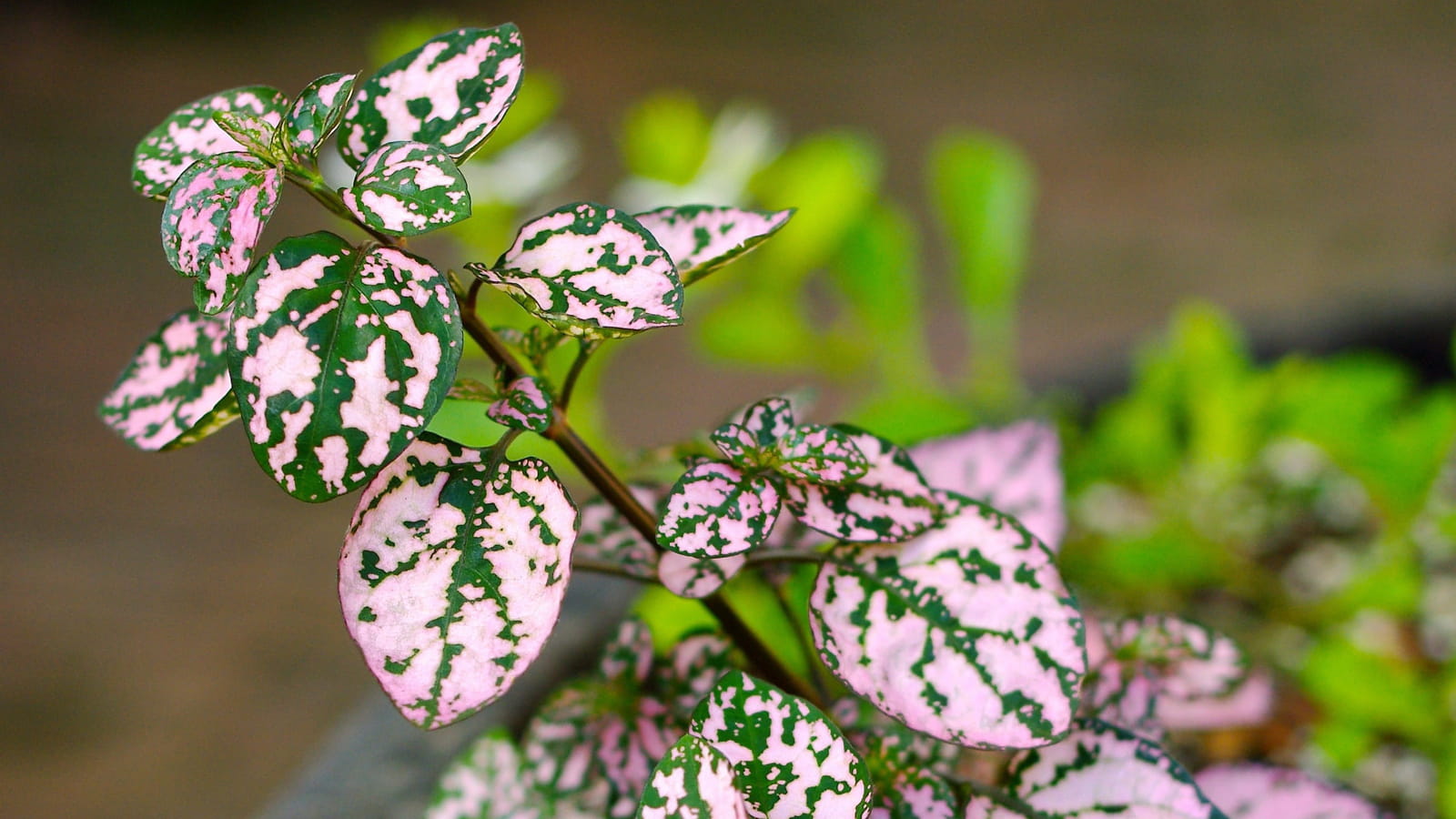 Hypoestes