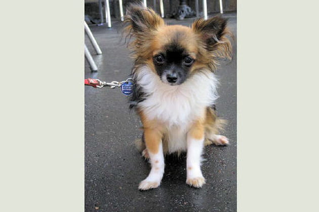 Des oreilles mobiles comme des papillons