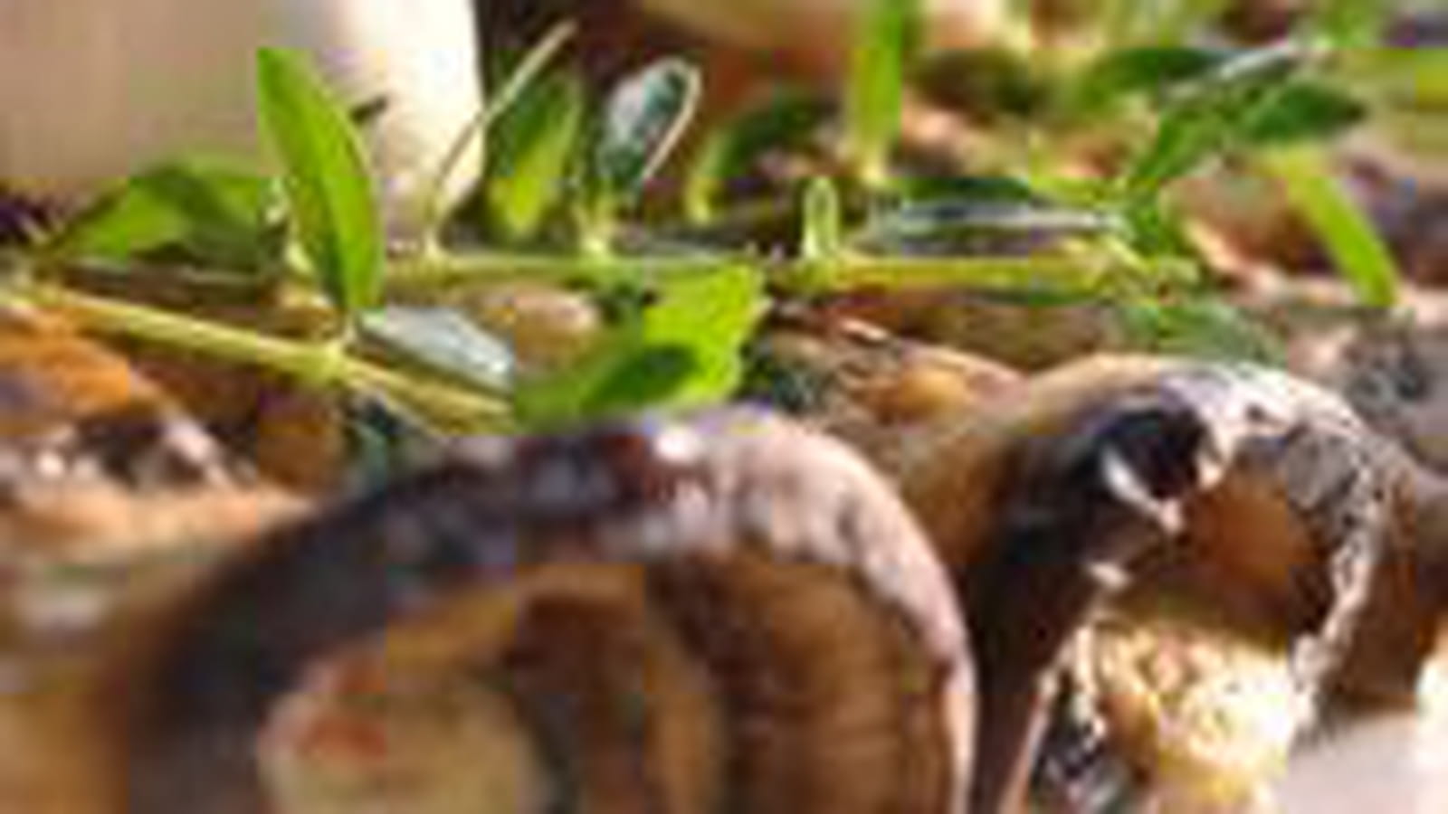Roulades d'aubergines