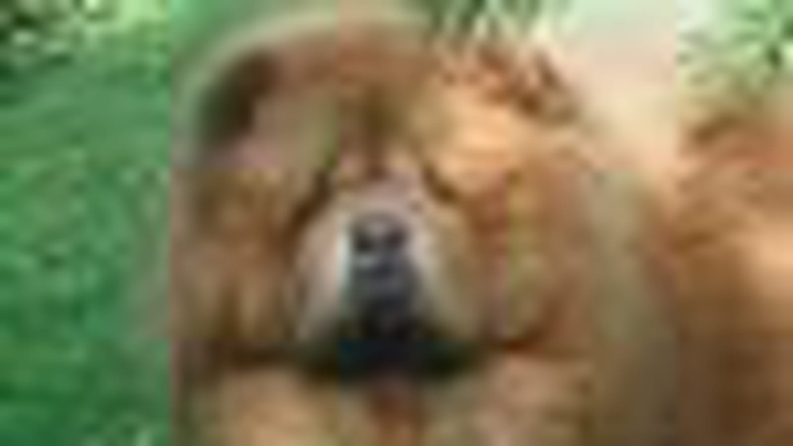 Chow-chow