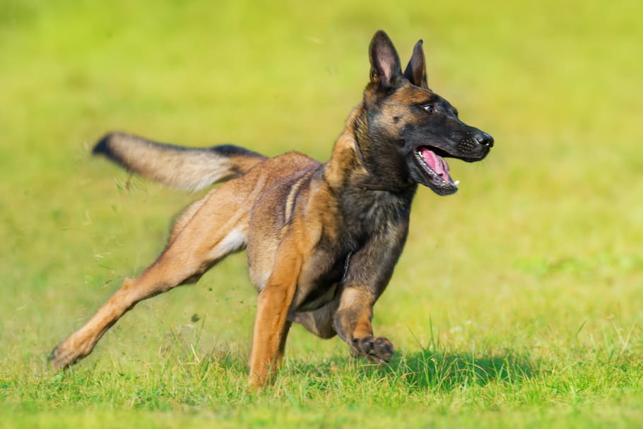 Elle garde le chien de son fils... et meurt après une morsure