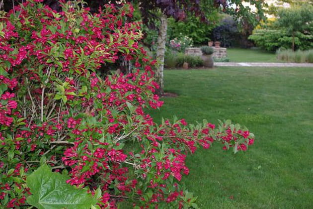 Impressionnante floraison du weigelia