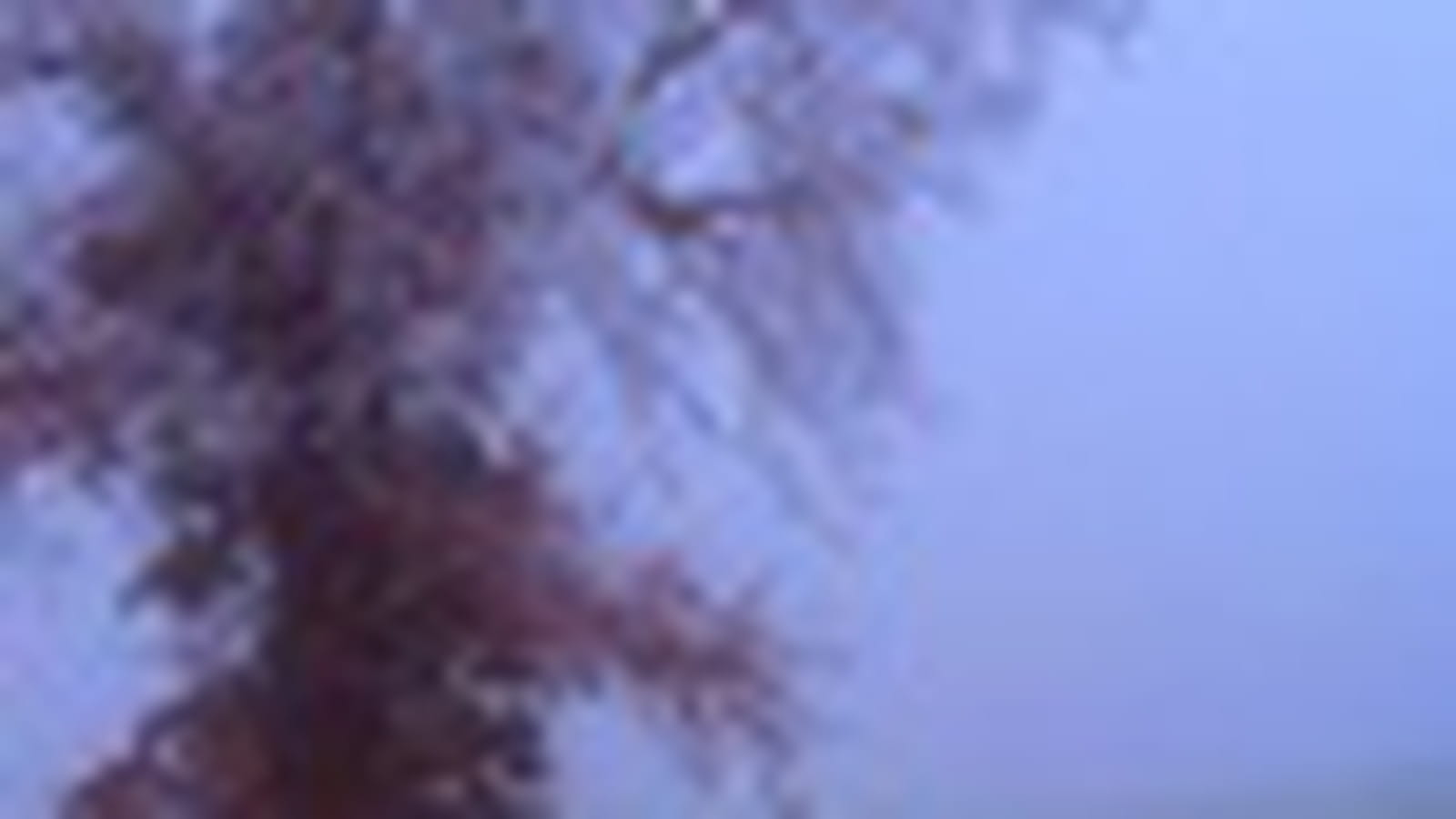 Petit matin