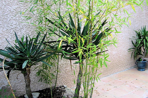 Bambous et yuccas