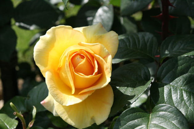 Une rose au parfum intense