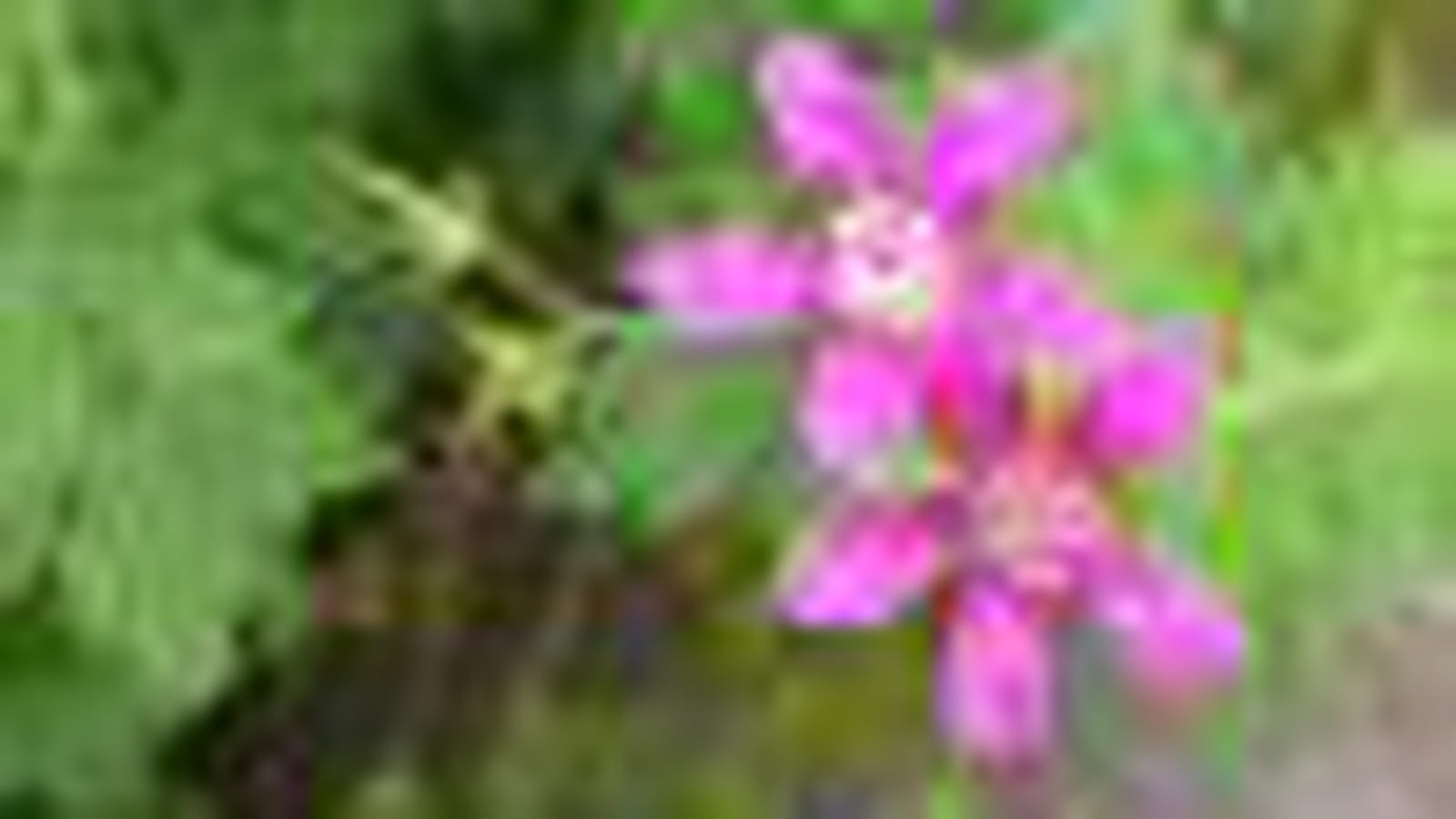 Géranium Thurstonianum