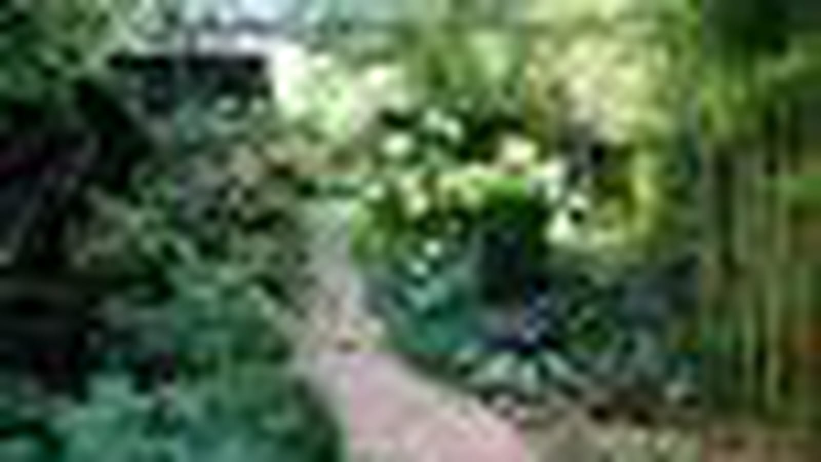 Hydrangeas, astrances et anémones