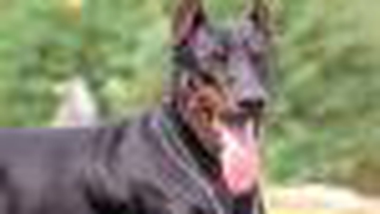 Doberman