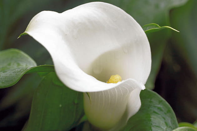 Les callas, parfaits en touffes